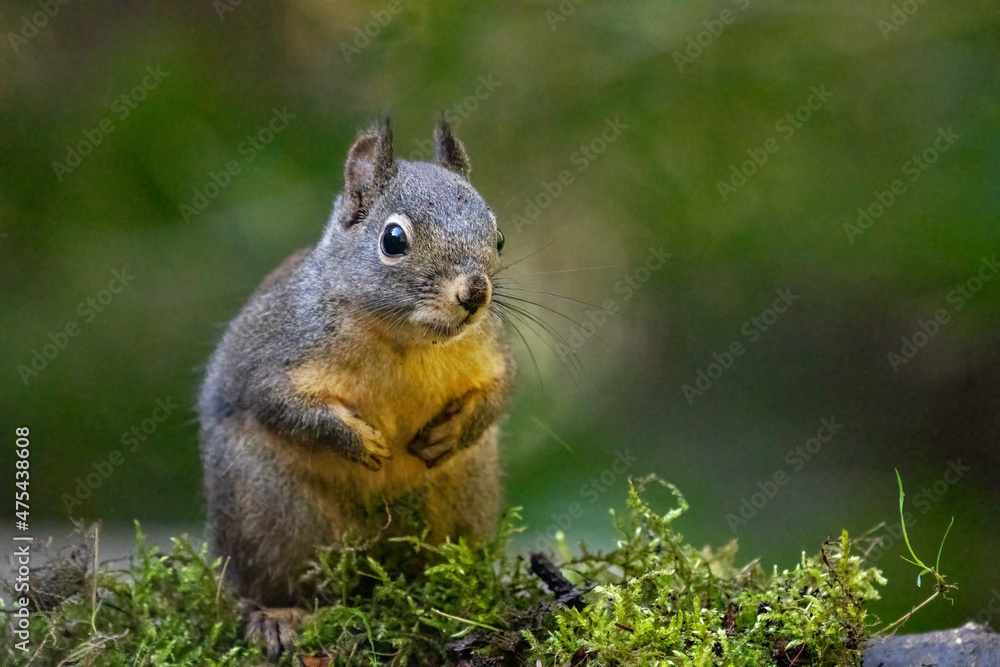 Douglas Squirrel standing on back paws on a moss-covered log. Douglas Squirrel standing on back paws on a moss-covered log.