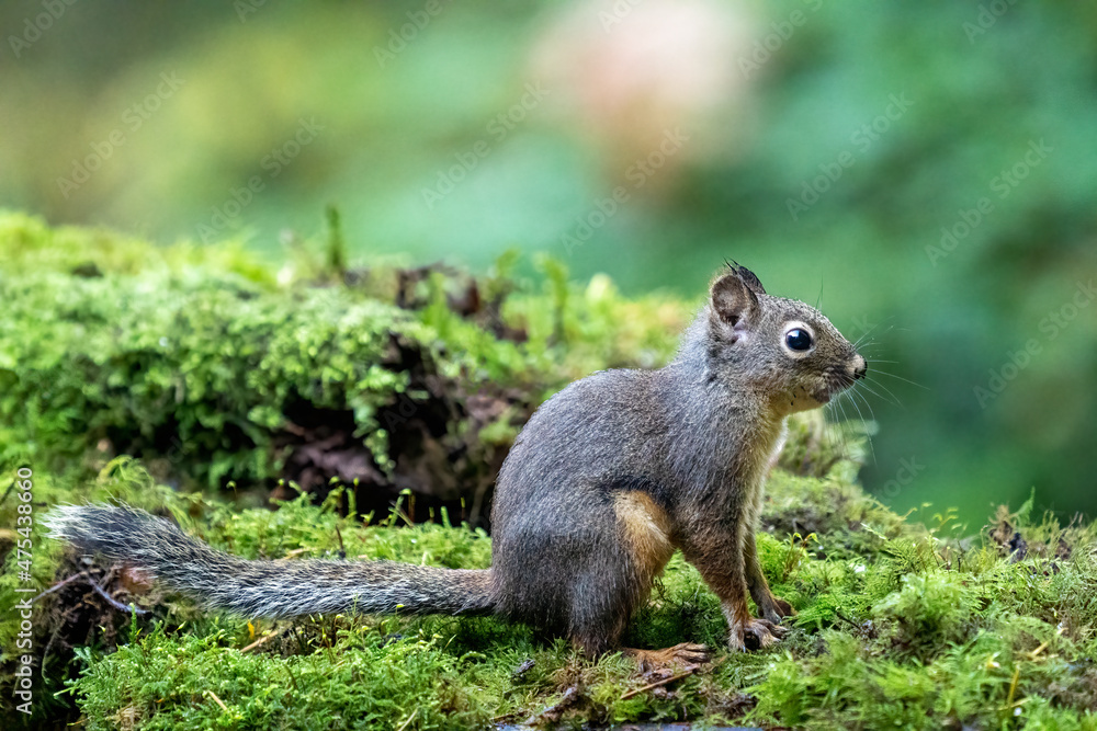 Douglas Squirrel sitting on a moss-covered log. Douglas Squirrel sitting on a moss-covered log.