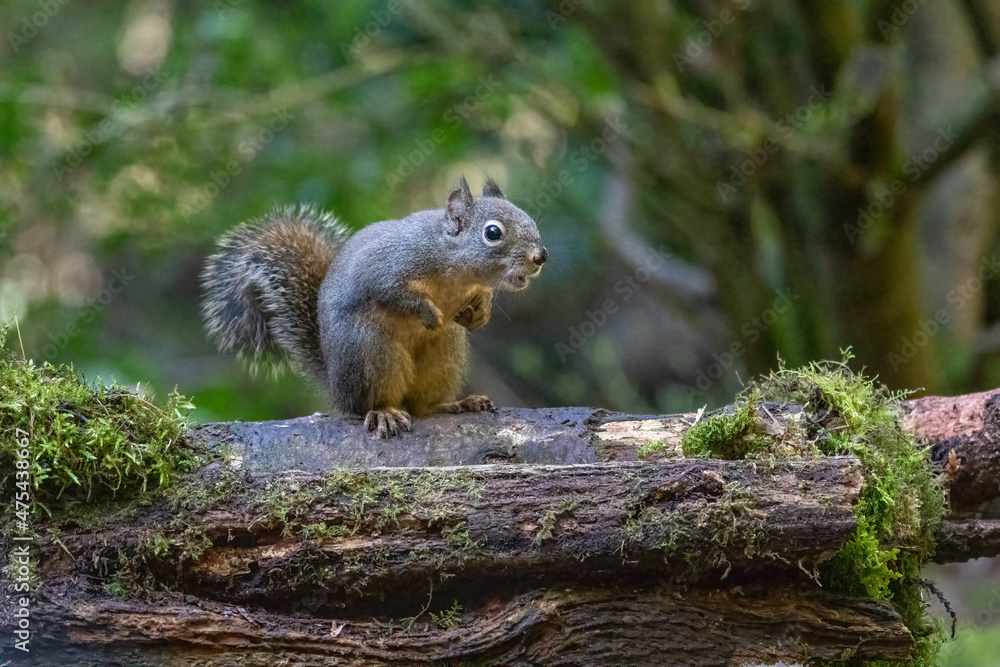 Douglas Squirrel vocalizing on a moss-covered log.