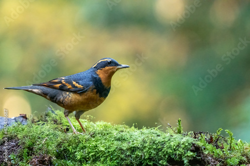 Canvas Print Male Varied Thrush perched on a moss-covered log.