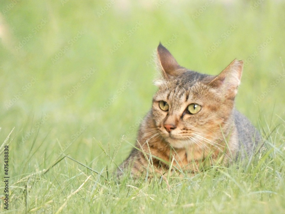 草むらの中で遠くを見つめる野良猫