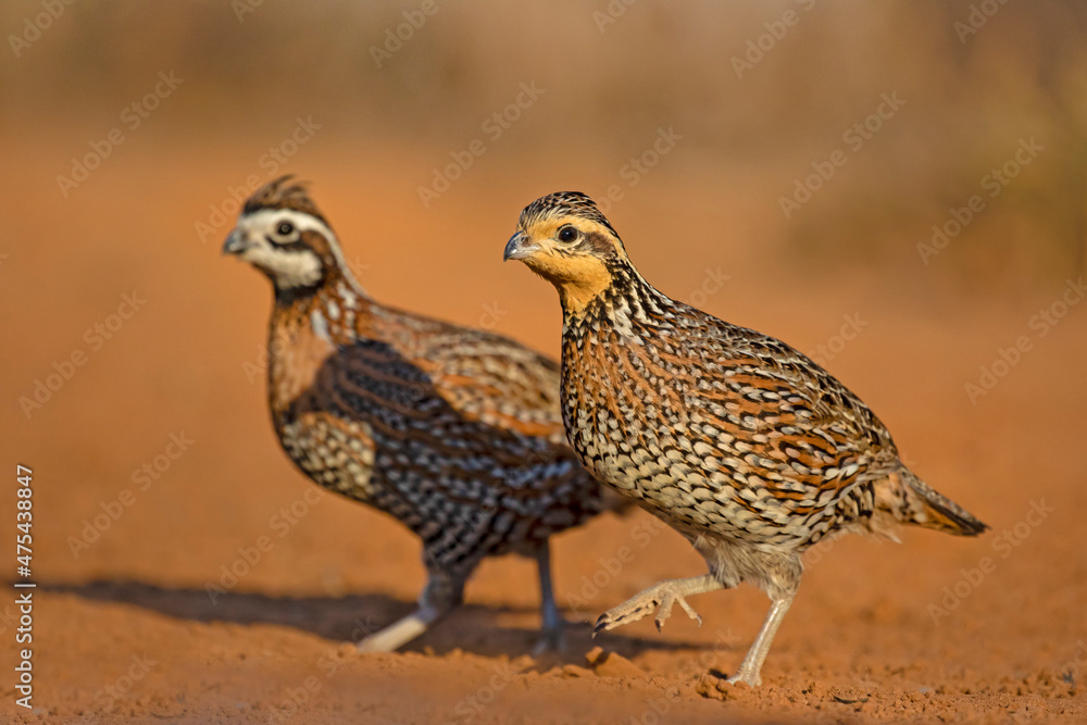 Northern Bobwhite (Colinus virginianus) pair Northern Bobwhite (Colinus virginianus) pair
