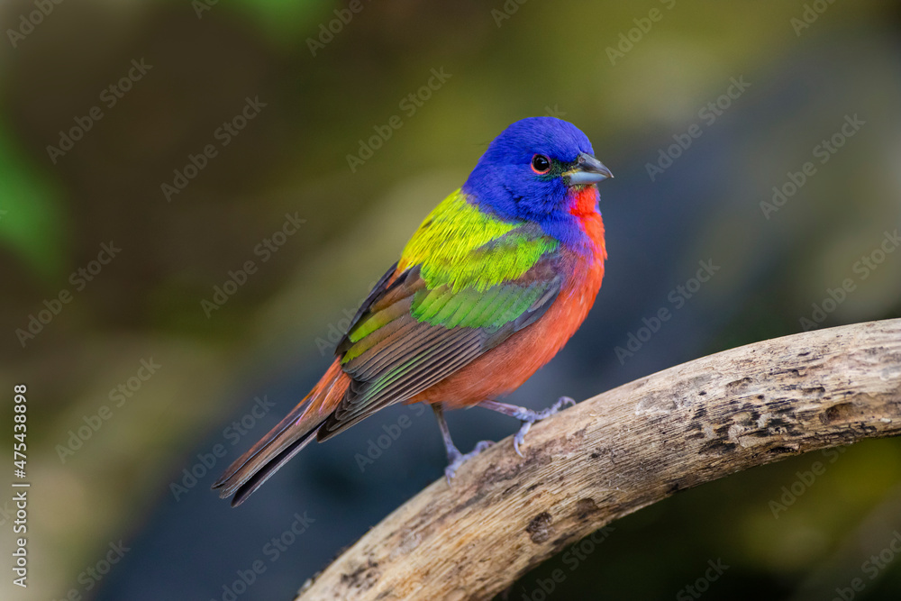 Painted Bunting (Passerina ciris) in spring Painted Bunting (Passerina ciris) in spring