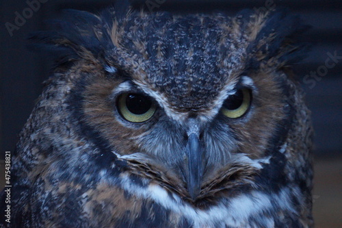 Owl Nocturnal © Benjamin
