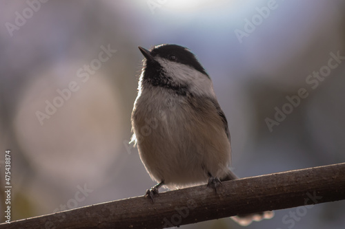 Closeup shot of a black-capped chickadee perched on a tree branch in Lindsay Ontario photo