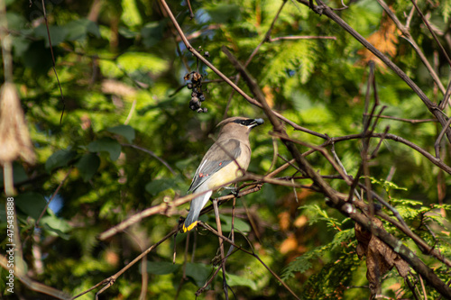 Natural view of cedar waxwing perched on a tree branch in Lindsay Ontario photo