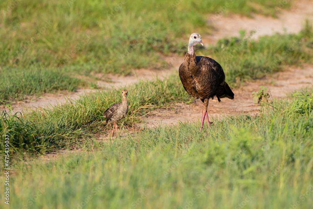 Fototapeta premium Wild Turkey (Meleagris gallopavo) adult and young