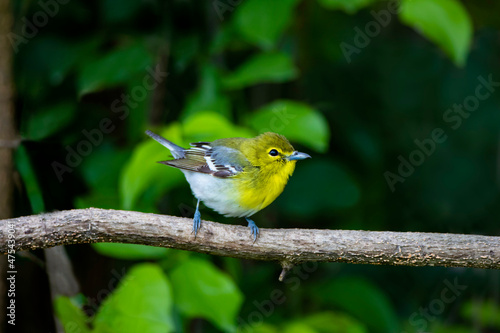 Yellow-throated Vireo (Vireo flavifrons) perched