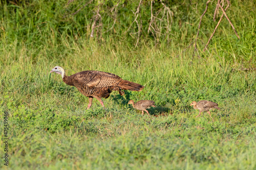 Wild Turkey (Meleagris gallopavo) adult and young photo