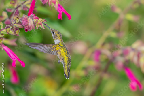 Ruby-throated Hummingbird (Archilochus colubris) at Salvia Fuchsia 'Rockin Fuchsia' (Salvia hybrid) Marion County, Illinois.