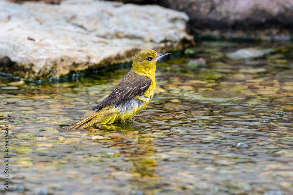 Orchard Oriole (Icterus spurius) female bathing Marion County, Illinois. Orchard Oriole (Icterus spurius) female bathing Marion County, Illinois.