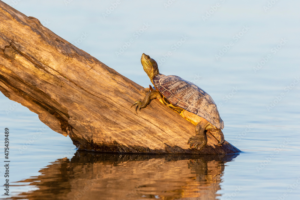 Obraz premium Red-eared Slider(Trachemys scripta elegans) on log in wetland Marion County, Illinois.