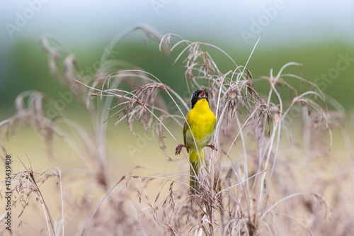 Common Yellowthroat (Geothlypis trichas) male singing in prairie Marion County, Illinois.