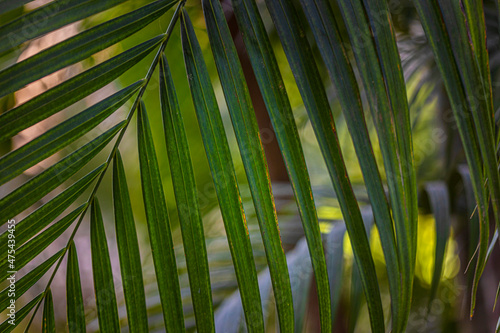 Tropical Palm leaf Detail