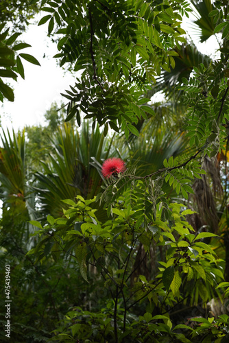 Vertical shot of a Calliandra haematocephala growing in a tropical forest photo