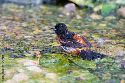 Orchard Oriole (Icterus spurius) male bathing Marion County, Illinois. photo