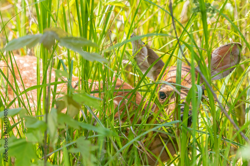 White-tailed Deer (Odocoileus virginianus) fawn hiding in prairie Marion County, Illinois.