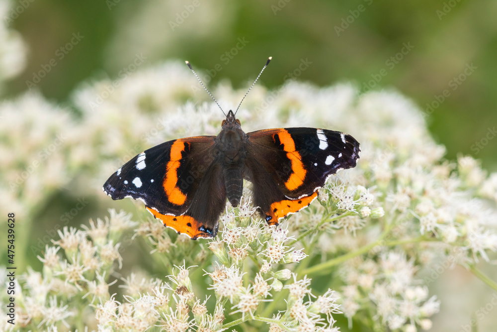Red Admiral (Vanessa atalanta) on Common Boneset (Eupatorium perfoliatum) Marion County, Illinois. Red Admiral (Vanessa atalanta) on Common Boneset (Eupatorium perfoliatum) Marion County, Illinois.