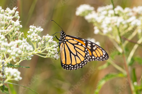 Monarch (Danaus plexippus) on Common Boneset (Eupatorium perfoliatum) Marion County, Illinois. © Danita Delimont