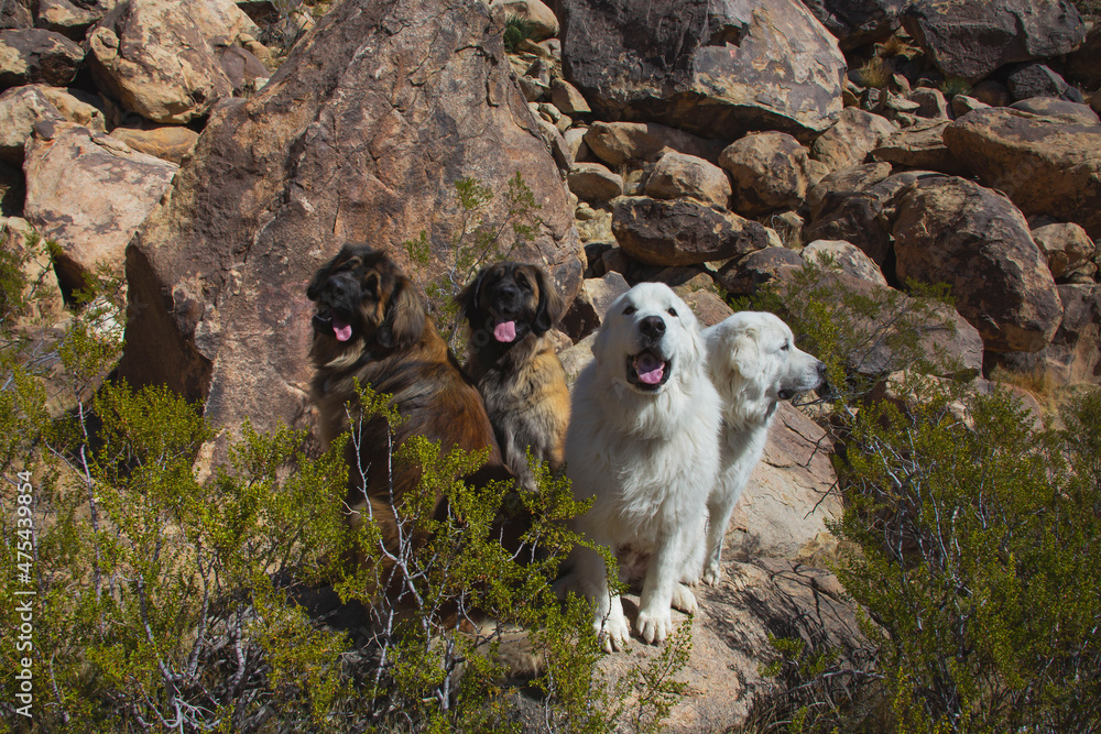 Obraz premium Leonbergers and Great Pyrenees enjoying the high desert
