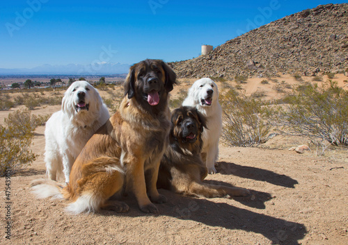 Leonbergers and Great Pyrenees enjoying the high desert photo