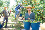 Portrait of positive woman standing and holding plastic bucket with freshly picked pears in fruit garden, team of farmers working on background