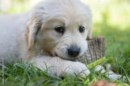 Playful Golden Retriever Puppy