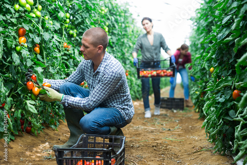 Schilderij op canvas Collective picking of tomatoes in a greenhouse