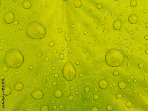 water droplets on the green lotus leaf surface nature background