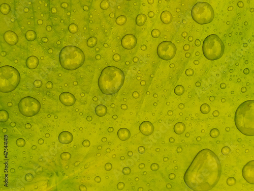 water droplets on the green lotus leaf surface nature background