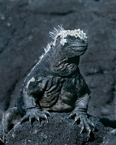 Ecuador  Galapagos Islands. Black and white close-up of marine iguana on lava rock.