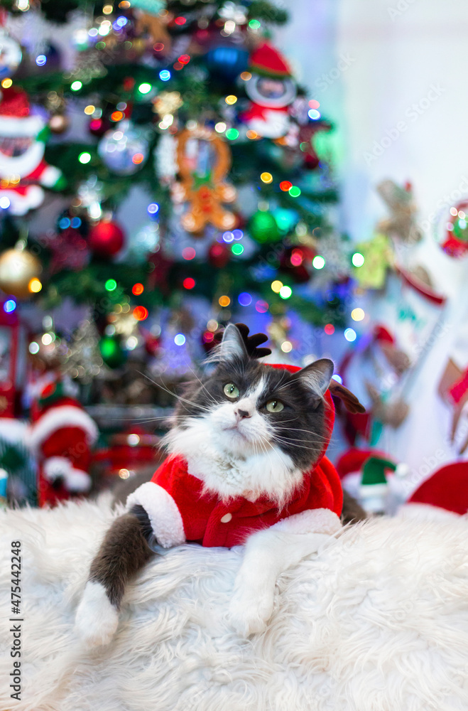 Domestic medium hair cat in Reindeer Christmas Costume Outfit lying and relaxing on Fur Wool Carpet. Blurred of Christmas tree and light on background.