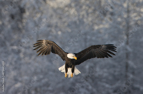 Bald Eagle flying, Haines, Alaska, USA