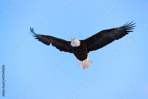 Bald Eagle flying in the sky, Haines, Alaska, USA © Danita Delimont