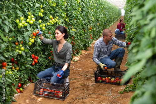 Girl, man and woman harvesting tomatoes in large orchard photo