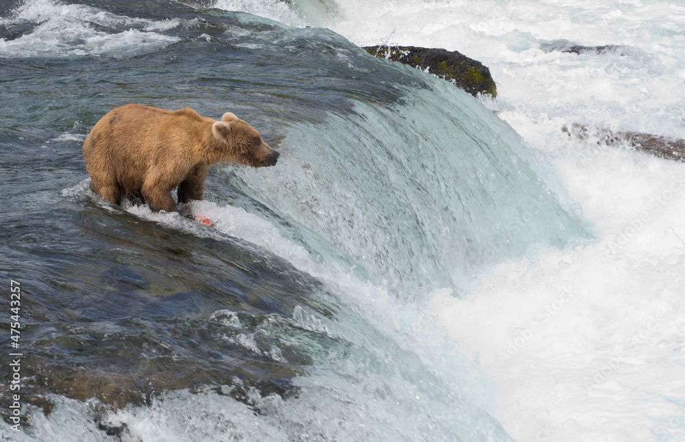 Juvenile Brown Bear catching salmon at the top of Brooks Falls, Katmai National Park, Alaska, USA Juvenile Brown Bear catching salmon at the top of Brooks Falls, Katmai National Park, Alaska, USA