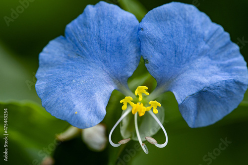 Closeup shot of a blue Asiatic dayflower photo