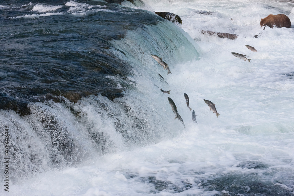 Salmon jumping over Brooks Falls, Katmai National Park, Alaska, USA Salmon jumping over Brooks Falls, Katmai National Park, Alaska, USA