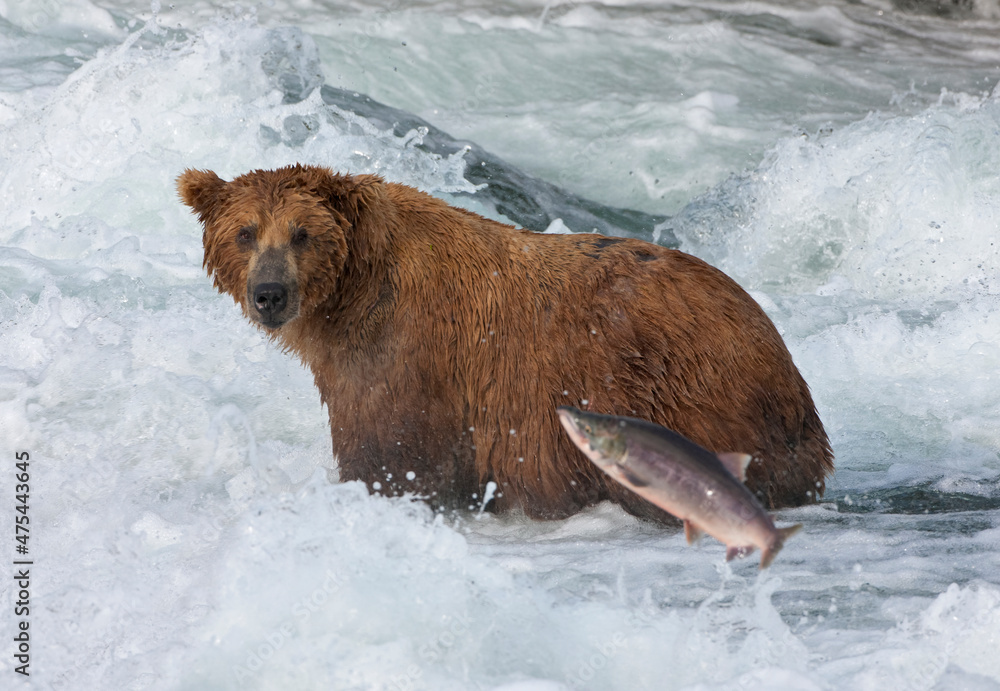 Brown Bear catching salmon at Brooks Falls, Katmai National Park, Alaska, USA Brown Bear catching salmon at Brooks Falls, Katmai National Park, Alaska, USA