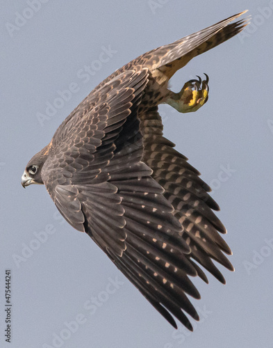 Vertical shot of an eagle on fligh photo