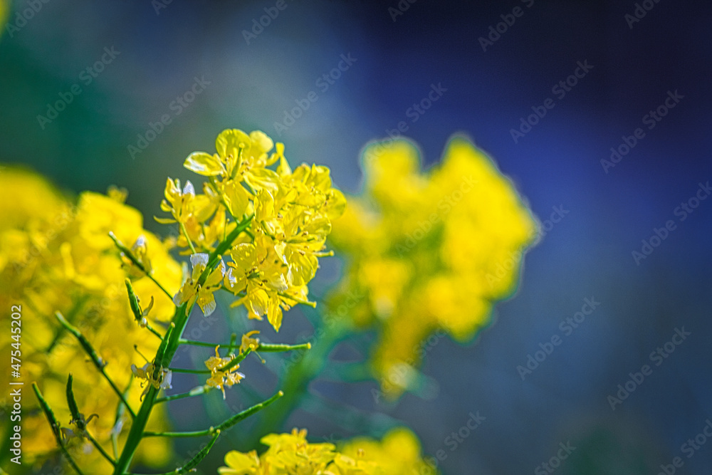 Obraz premium 一面の菜の花クローズアップ写真