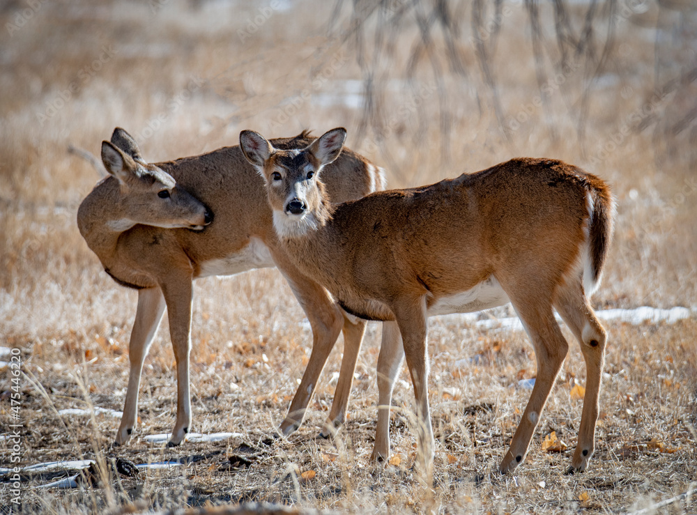 Obraz premium USA, Coorado, deer looking at camera