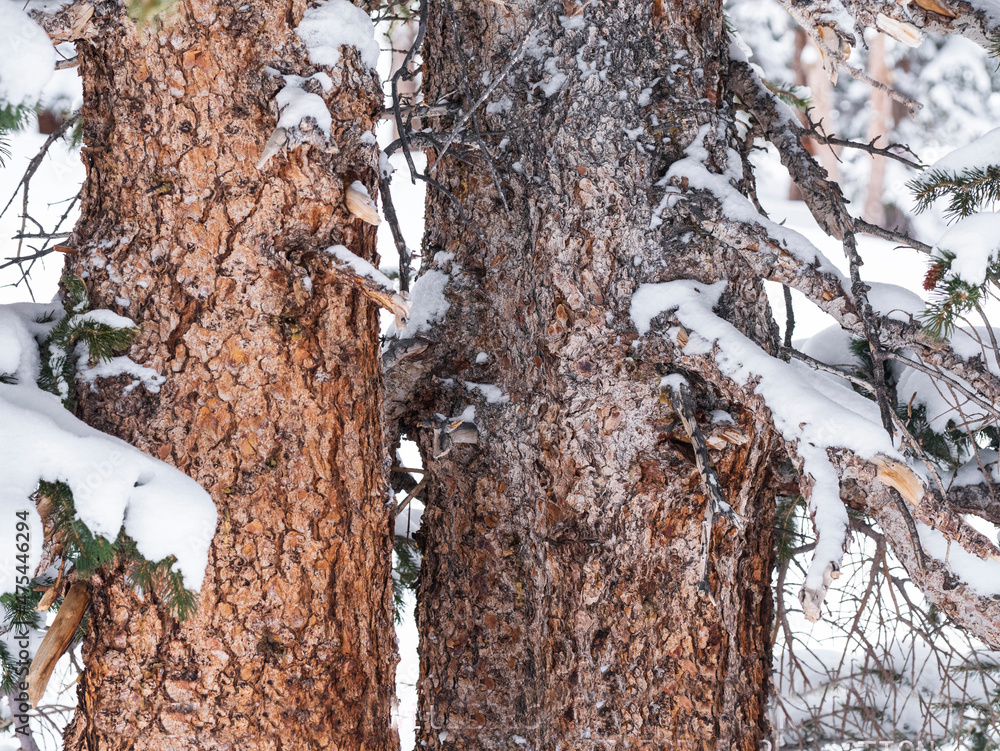 Detail of red spruce tree trunks in winter. Detail of red spruce tree trunks in winter.