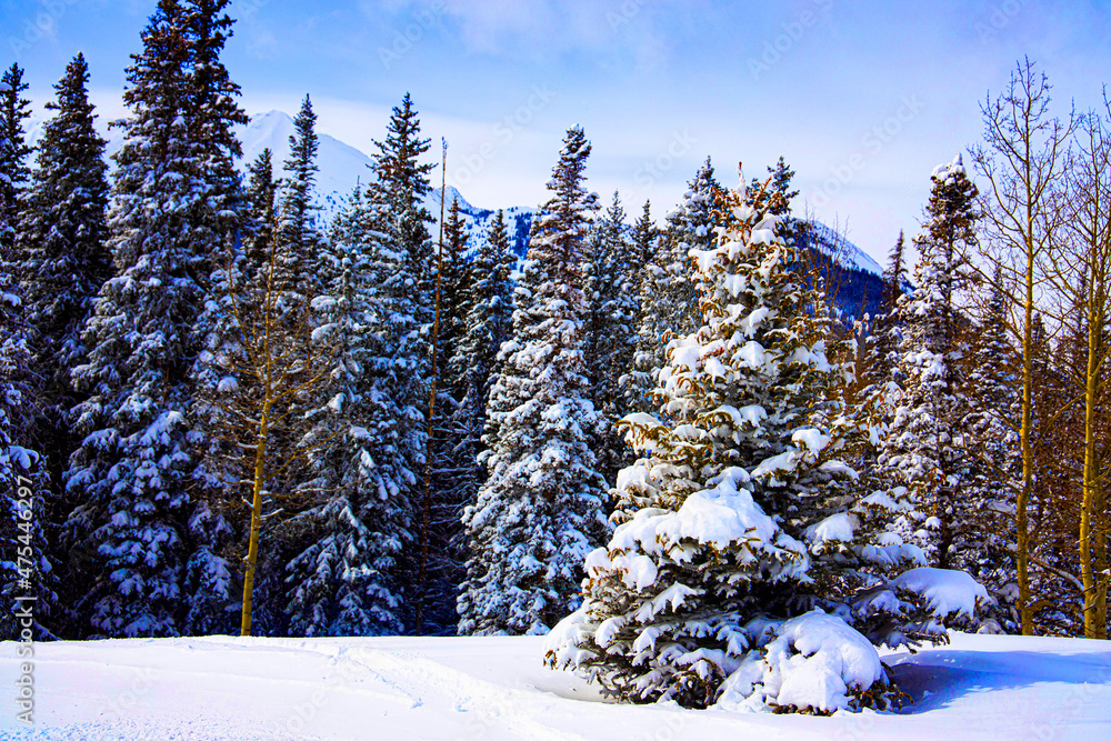 Snow covered red spruce trees are found on Snowmass Ski Resort in Colorado.