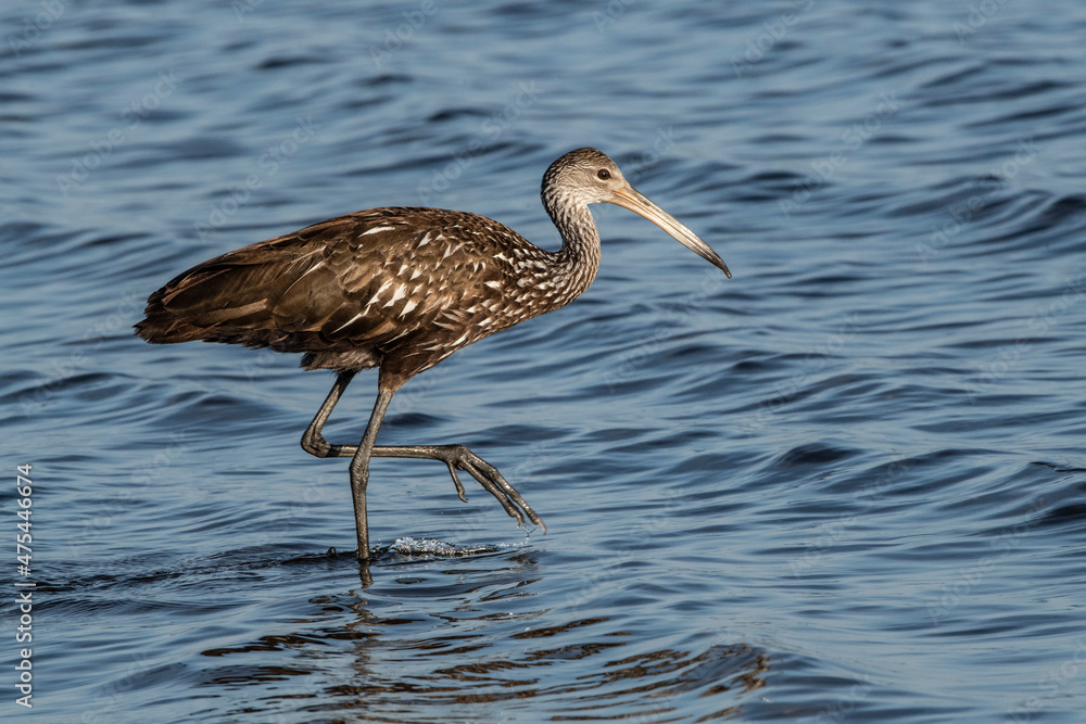 Fototapeta premium USA, Florida, Sarasota, Myakka River State Park, Wading Bird Feeding. Limpkin
