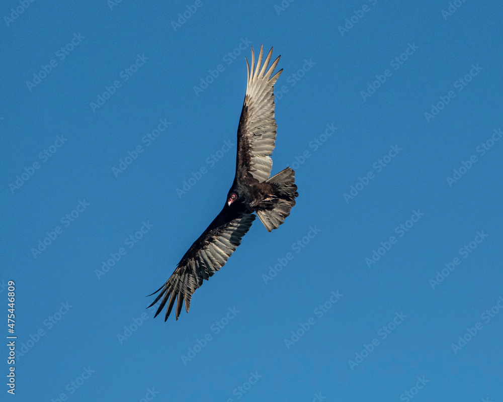 Naklejka premium USA, Florida, Sarasota, Myakka River State Park, Turkey Vulture Flying