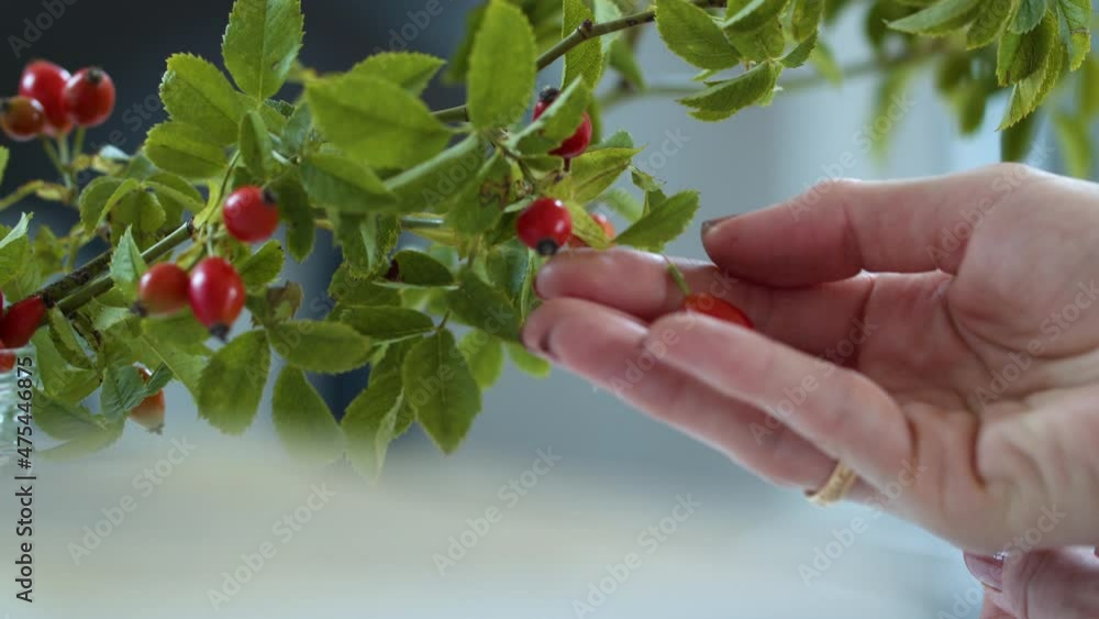 Woman Hand Picking Red Berry Of Christmas Traditional Decorative Holly Branch Woman Hand Picking Red Berry Of Christmas Traditional Decorative Holly Branch