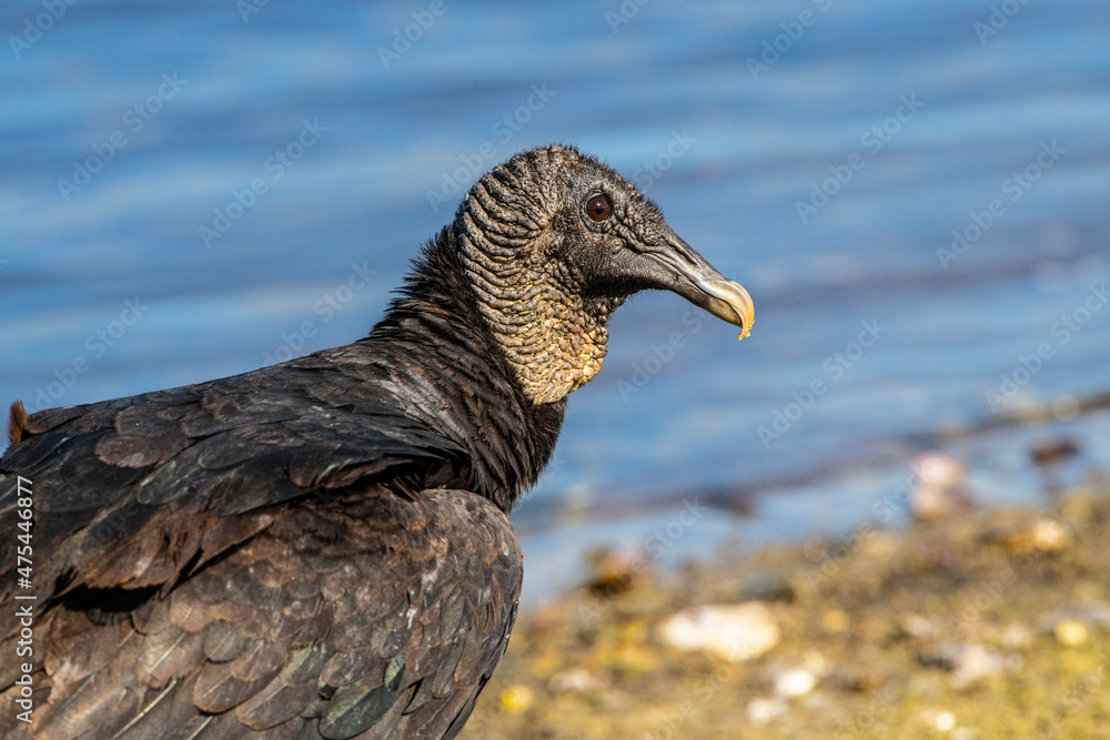 Fototapeta premium USA, Florida, Sarasota, Myakka River State Park, Black Vulture Feeding Along Lakeshore