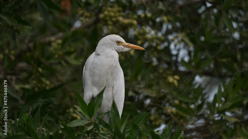 Cattle egret wandering on the trees for insects in the marsh land - Bahrain Cattle egret wandering on the trees for insects in the marsh land - Bahrain