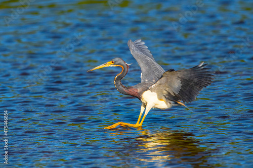 USA, Florida, Sarasota, Myakka River State Park, Tricolored Heron, Landing